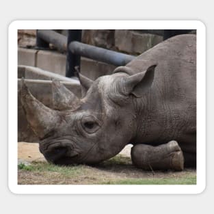 Black Rhino Sticker